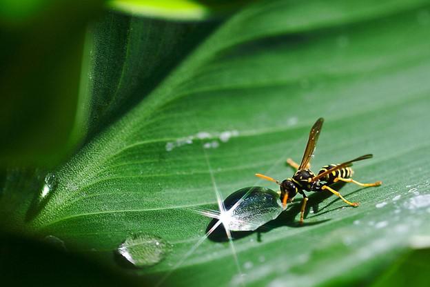 Lakewood Wasp Control