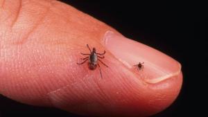 Adult and nymph deer ticks 