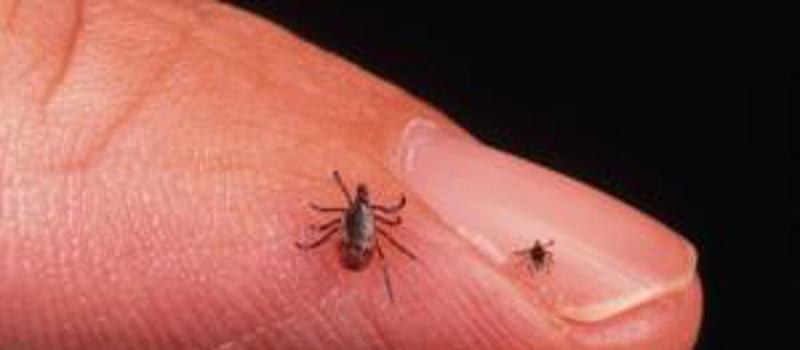 Lyme Disease in New Hampshire: No Immunity