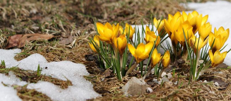 Ticks Don’t Die in Winter. Adult Ticks are Already Out and Looking to Feed