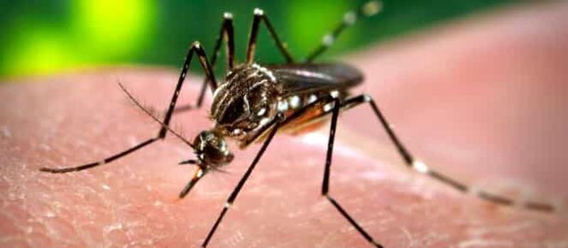 A New Mosquito inhabits New Mexico with Risk of Mosquito Disease