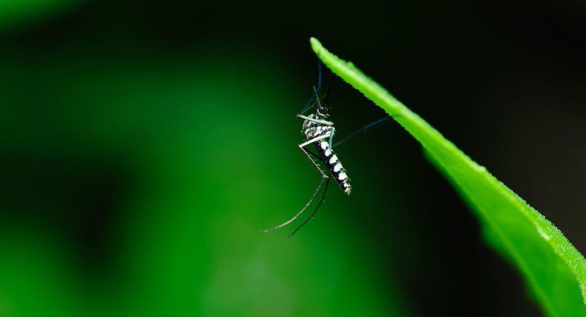 The Mosquito That Prefers Flowerpots Over Ponds