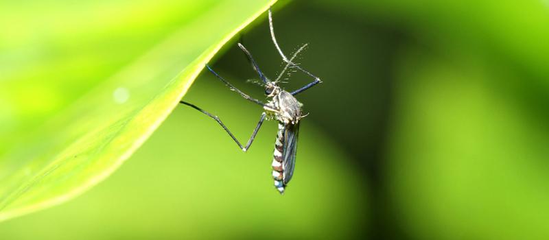 Nightmares in October: Mosquitoes Could Linger into Autumn