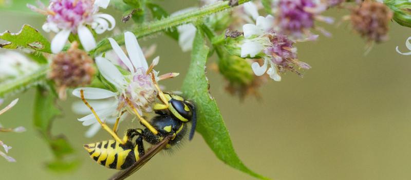 Alamogordo Pest Control for Wasps