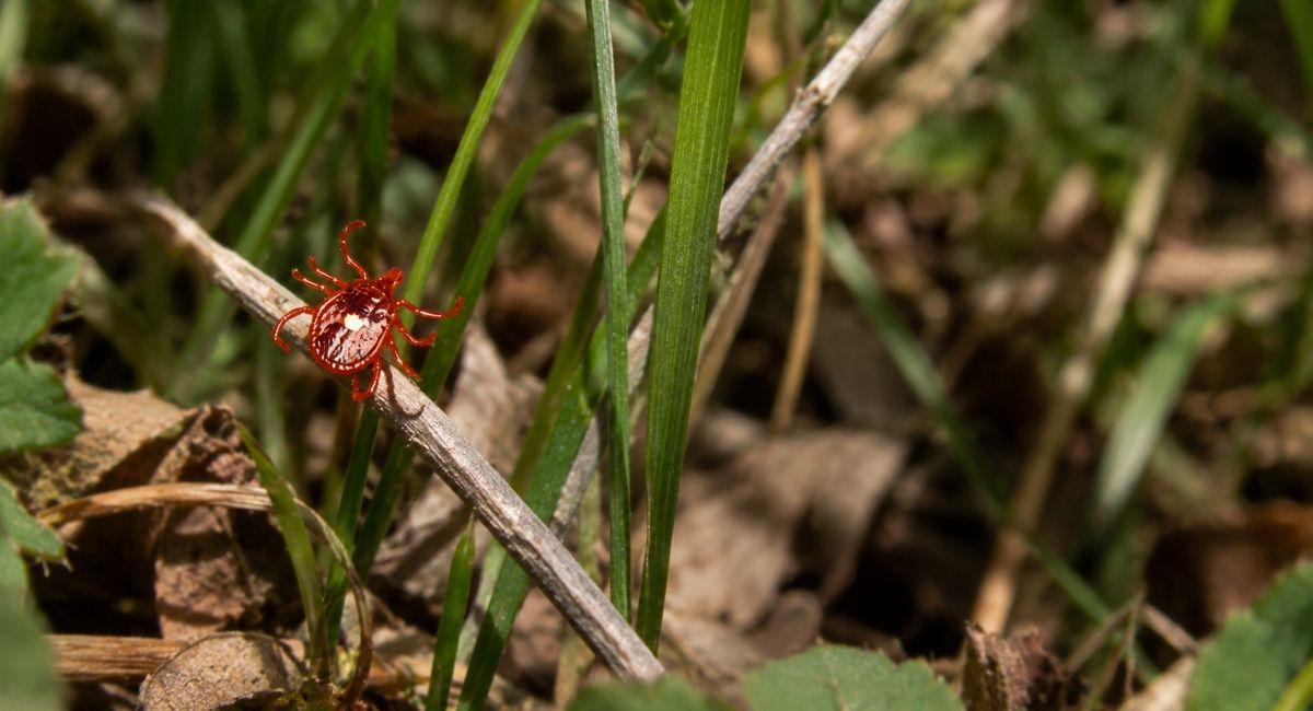 Are Alpha Gal Ticks in Nashville?
