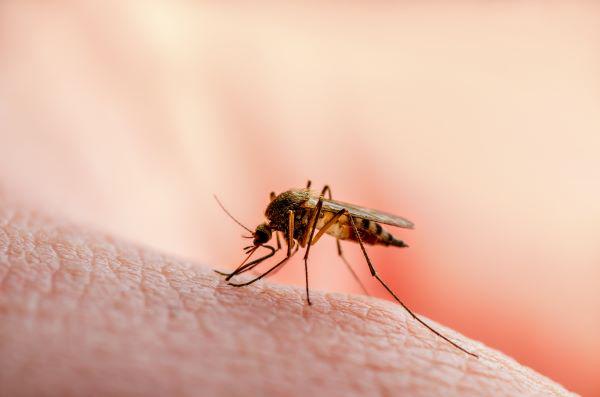 A close up of a mosquito
