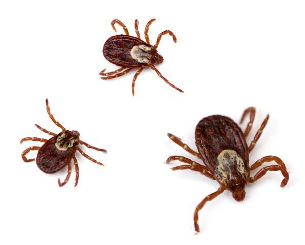 Ticks standing together.