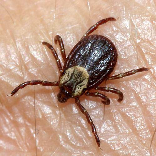 american dog tick