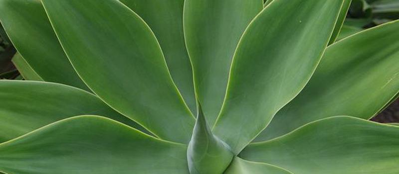 Plant Americana Agave for Additional Mosquito Control