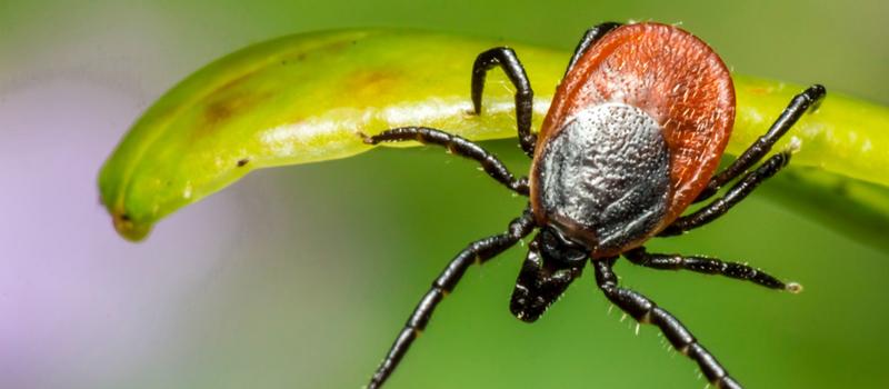 Increase in Tick Research Funding Indicates Tick Season Severity