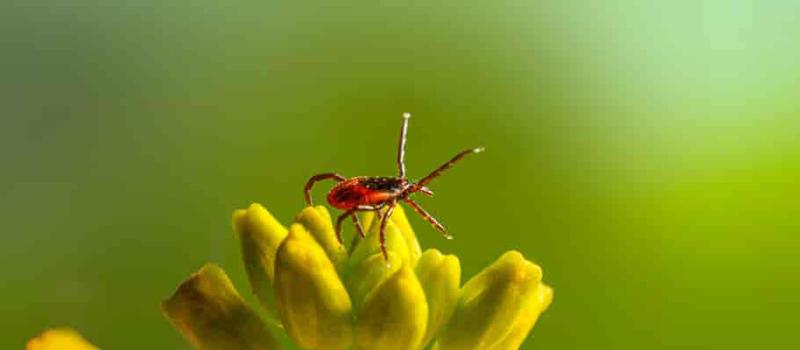 Lyme Disease at Epidemic Levels; Trust Amherst Tick Control for Defense