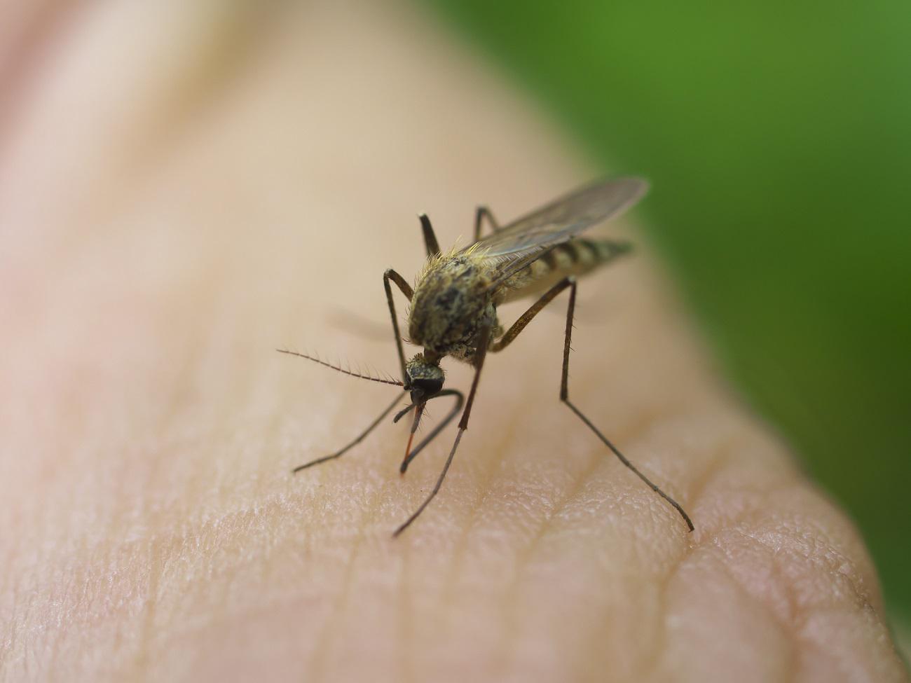 mosquito on hand