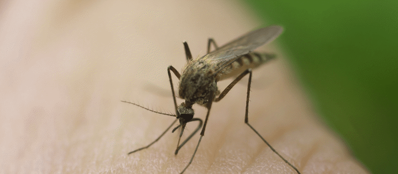Should I Be Concerned About Malaria In St. Johns County?