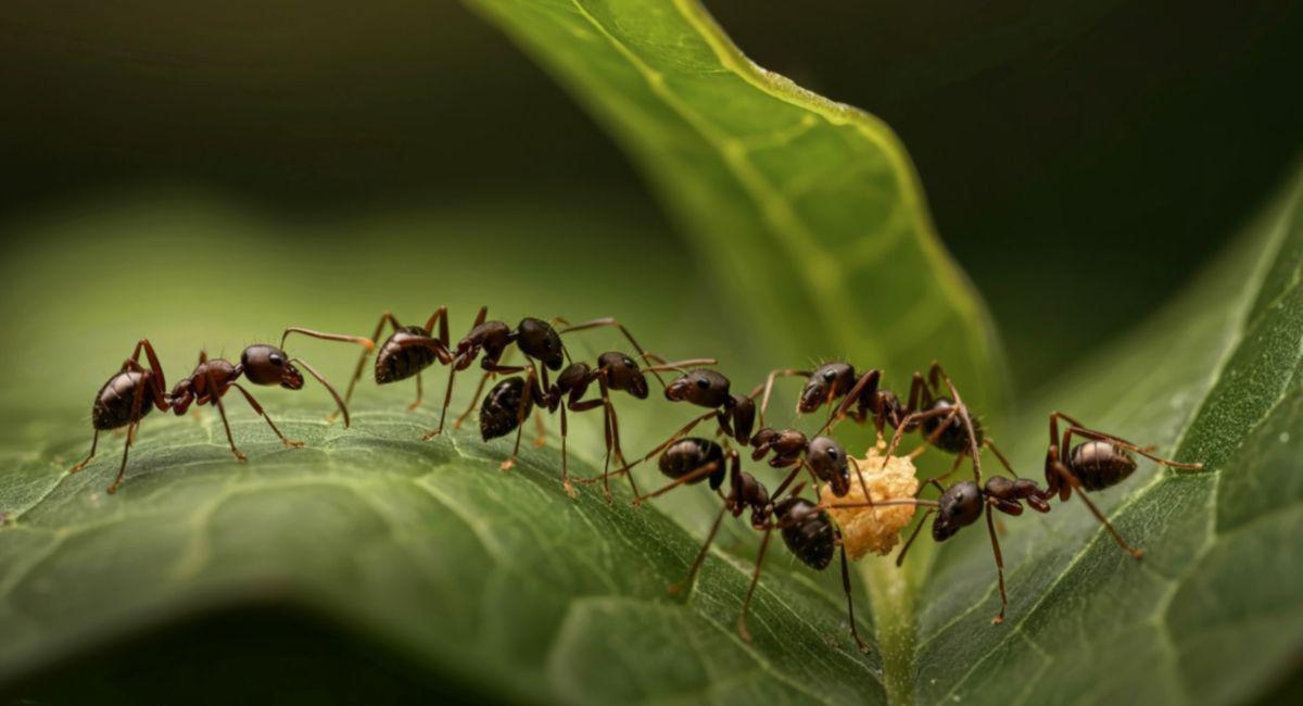 Ant Control in the Yard vs. Inside the House