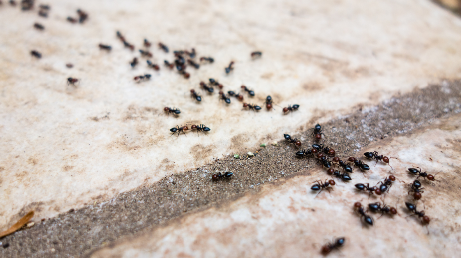 What Can You Do Now to Prevent Spring Ant Invasions?