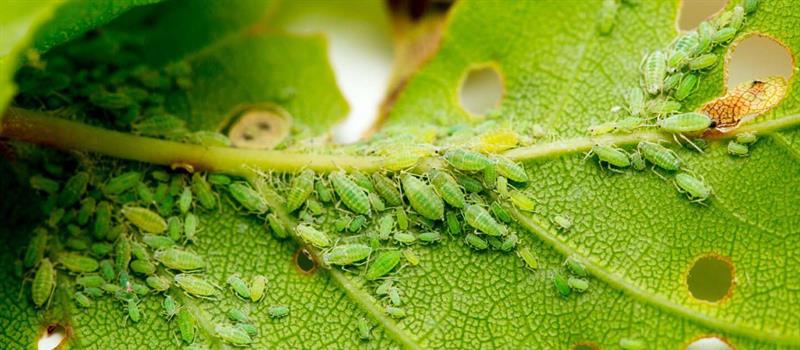 Aphid Control: Traditional and Natural Solutions