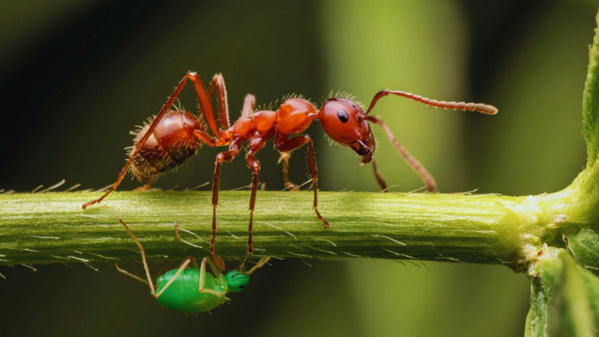 Aphids, Ants, and Sticky Leaves: How One Pest Leads to Another