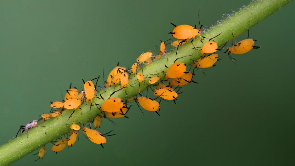 Tiny Pests, Big Problem? Aphid Control Protects Crops and Gardens