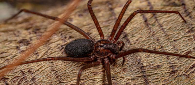 Are There Poisonous Spiders in El Paso?