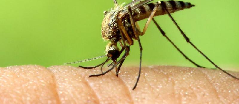 Allergic to Mosquito Bites: The Alarming Symptoms of Skeeter Syndrome