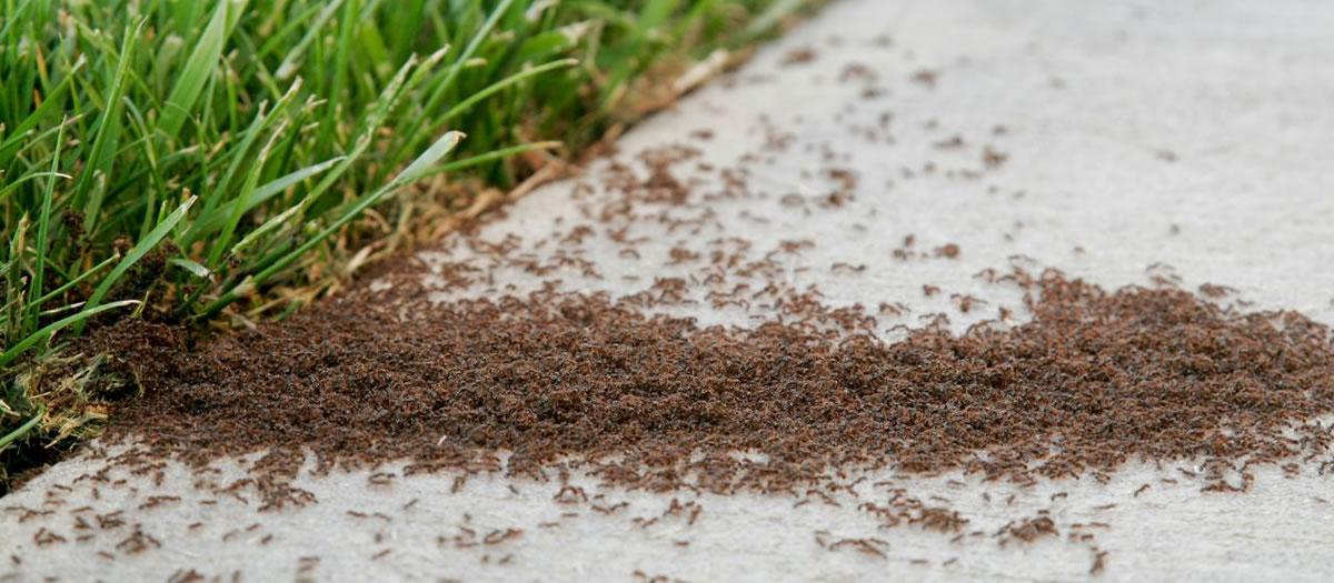 Are Bugs Worse After Pest Control?