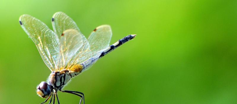 Are dragonflies good for mosquito control?