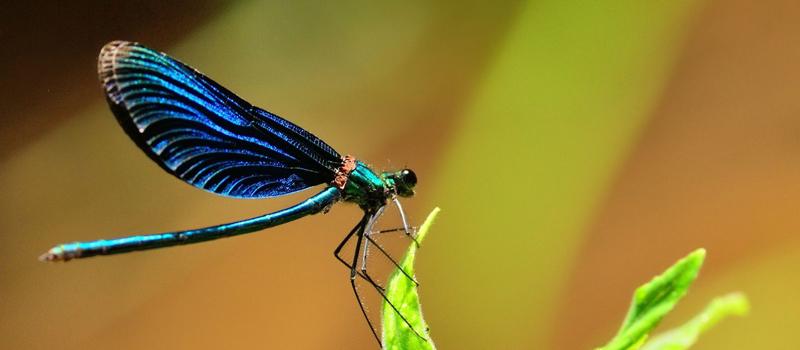 Are dragonflies seasonal in Florida?