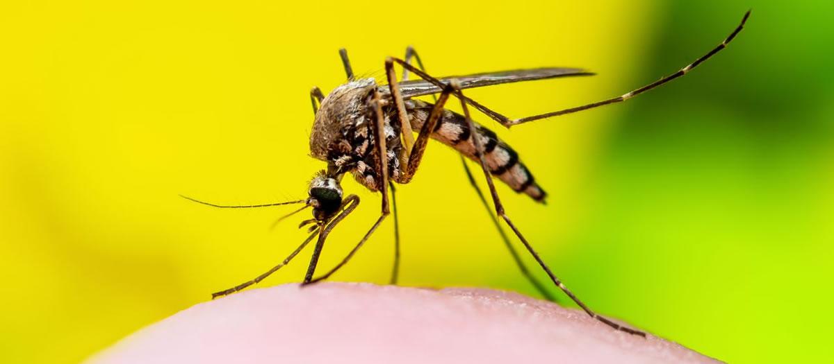 What Are 3 Common Methods of Mosquito Control?