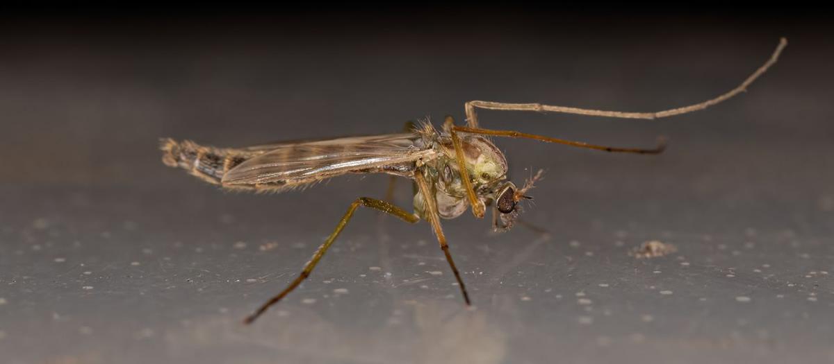 Are No-See-Ums and Gnats The Same?