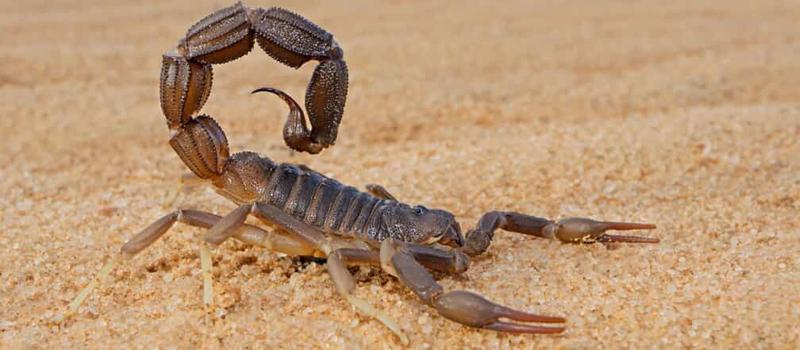 Are Scorpions a Problem in New Mexico?