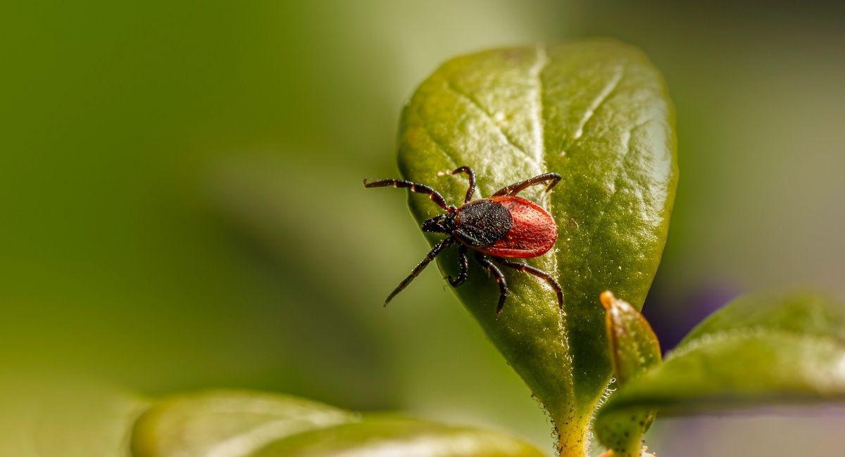 Are Ticks Out Right Now in Nashville?