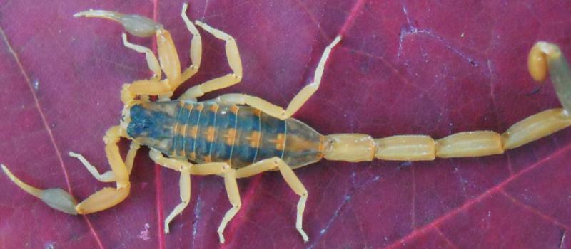 The Arizona Bark Scorpion Can Cause Severe Illness