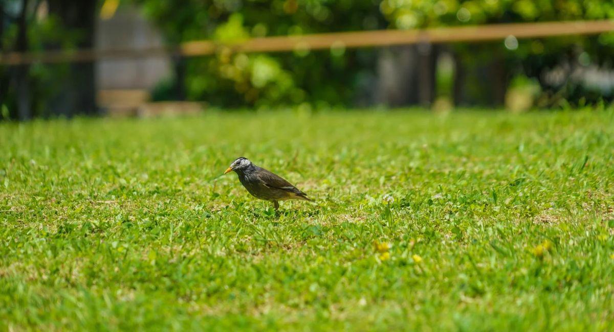 How Do I Know if Armyworms Are Damaging My Lawn?