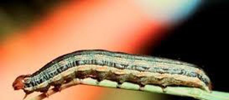 Combatting the Invasion: Dealing with Armyworms in Your Yard