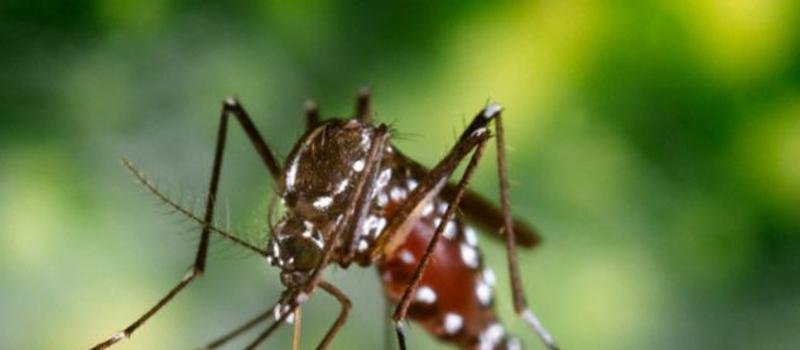 What Makes Mosquito Bites So Itchy?