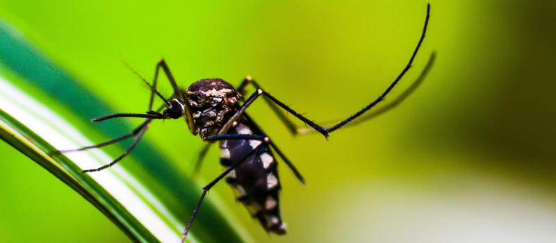 When should I start my Ashland mosquito control?
