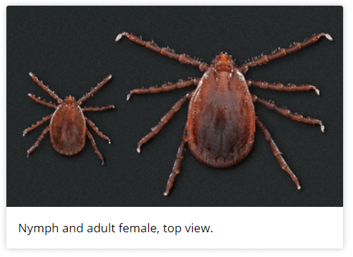 asian loghorned tick cdc 