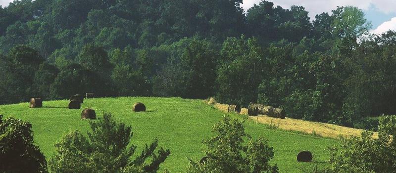 Self-Cloning, Cow-Killing Tick Thrives in Kentucky