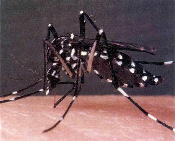 asian tiger mosquito 