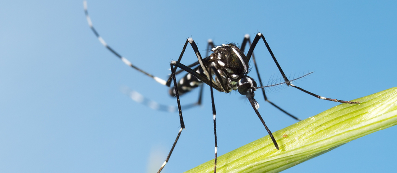 West Nile Virus confirmed in Maryland