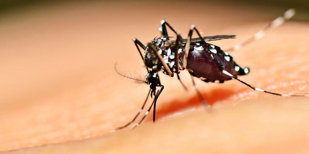 Precipitation and Warmer Temperatures Means More Mosquitoes