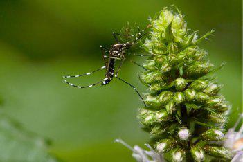 Asian tiger mosquito 