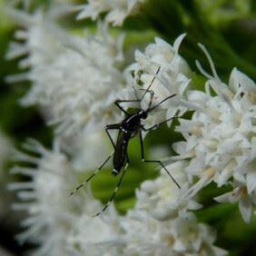 Asian tiger mosquito 