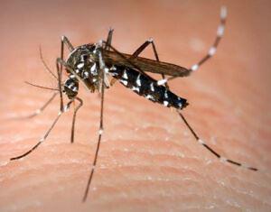 Asian Tiger Mosquito 