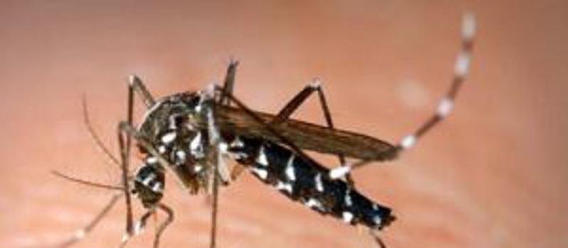 Chikungunya Virus Arrives in New Hampshire
