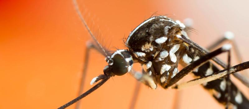 Asian Tiger Mosquitoes 101: Everything You Need to Know