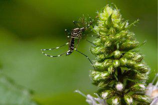 Asian tiger mosquito 