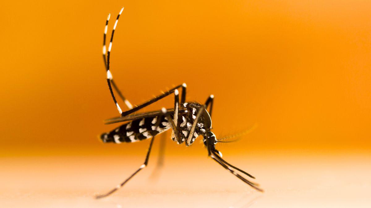 Repeat Offender: This Mosquito Strikes Again, And Again