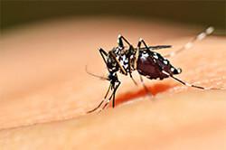 asian tiger mosquito 