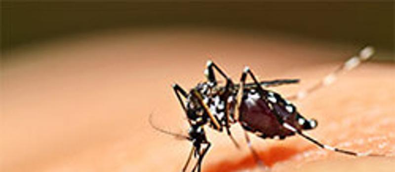 National Mosquito Control Awareness Week is in Full Swing
